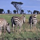 세렝게티 이미지