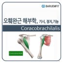 백스윙탑 ㅡ 대원근과 소원근, 코킹과 힌지 이미지