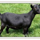 양평흑염소농장 네이버블로그