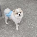 보담동물의료센터 | 따뜻한 마음을 사람도 느끼게한 보담동물의료센터