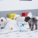 퍼피스프링 이미지