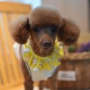 아띠펫살롱 이미지