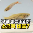 구피 소금욕 비율 바늘꼬리병 증상, 구피 극적으로 살려낸 리얼후기