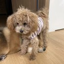 (강아지분실) 세종시 부강면 노호동곡1리 35-11 앞 노상부근로서 실종된 푸들 강아지를 찾습니다! 이미지