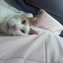 레고Ⅱ | 10월 도쿄 여행 2일차 | 꿈이라치고 재밌게 놀자