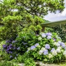 앵지밭골 이미지