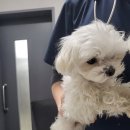 조이메디컬 이미지