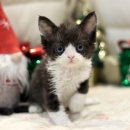 울산고양이분양 도레미캣 | 울산고양이분양 알아보다가 대구도레미캣대구점을 선택한 이유