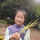 11. 1 어린이집 벼 추수 이미지