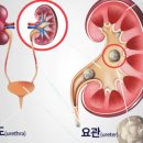 라임비뇨기과의원 이미지