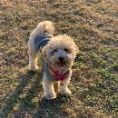 바니펫살롱 이미지