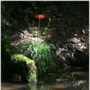 선운사꽃무릇 이미지