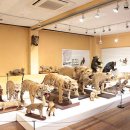 경북대학교 자연사박물관 이미지