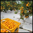 다미농장 이미지