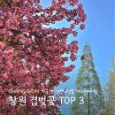 성산패총로-1 | 창원 겹벚꽃 실시간 명소 TOP 3, 여기만 가면 실패 없어요!
