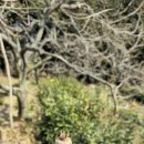 매실농장 이미지