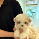 퍼피얌 그루밍 이미지