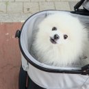 펫도그 애견스쿨 | 왓도그캣 무료 펫 선물 신청방법 펫유모차 받아본 솔직후기