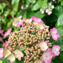 써니데이즈 이미지