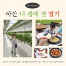 평촌길 | 아이와 충남 아산 딸기체험 추천｜내생에 첫딸기에서 딸기케이크 &amp; 딸기피자 만들기까지!