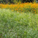 배곧생명공원 이미지