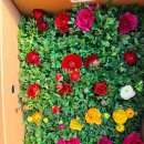 꽃그리고 | 왜관꽃집 다육그리고꽃 이용후기