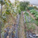 안고랑농장 이미지