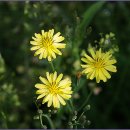 덕원세탁소 이미지