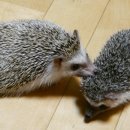 마님
