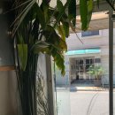 꼬메노 | [서울/건대] 건대 감성카페 꼬메노 후기 | 지나가다 발견한 초록 감성 카페🌿