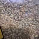 효소먹은돼지 | 트루알엑스 파로곡물효소 다이어트중 2주 복용 찐 후기!!!