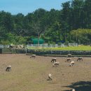 정우성목장 이미지