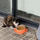 냥글냥글 이미지