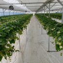 팔금농장 이미지