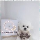 내 강아지 미용실 이미지
