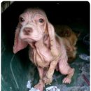 더 도그맘 | [구조모견소식]임보중이신 뽀야님네&amp; 도그맘님네..