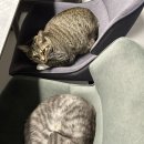 도승농장 이미지