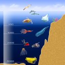 타이타닉호 잠수정 심해 속에 사라지다. 심해 생물은 어떻게 살아남을까? 이미지