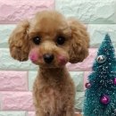 뽀뽀애견 이미지