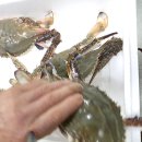 참조은날 이미지