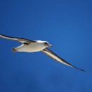 알바트로스 이미지