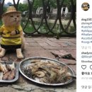 생선고양이