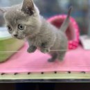 이츠펫 온양점 이미지