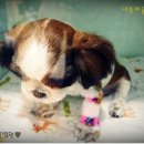 단비동물병원 이미지