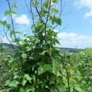 와촌 농장 이미지