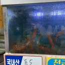 독도 여행 1일차 여행코스 추천 : 울릉도 독도새우 맛집 천금수산, 울릉도 감성 숙소 휘월 추천 후기