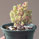 부목농장 | Plant Log #02 ㅣ 우리집 미니 팟 친구들 _ 글로보섬 키우기, 립톱스, 스테파니아 세파란타 근황