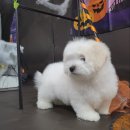 Coton4u 이미지