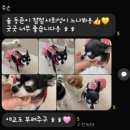 고양이 유치원 | [공지] 부산 애견호텔 강아지유치원 맘바이 서면본점 추천 및 후기