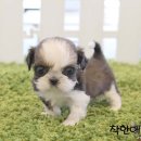 착한애견분양(원주점) 이미지